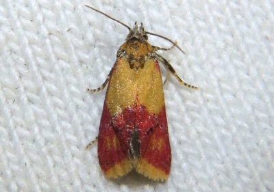 3848 - Cochylis oenotherana; Primrose Cochylid Moth