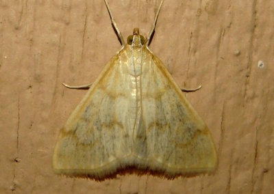 4968 - Hahncappsia pergilvalis; Crambid Snout Moth species