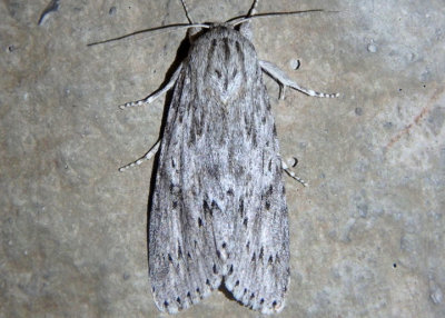 9272 - Acronicta oblinita; Smeared Dagger Moth