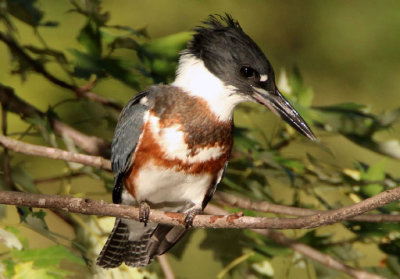 Belted Kingfisher; female
