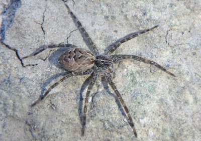 Dolomedes scriptus; Fishing Spider species