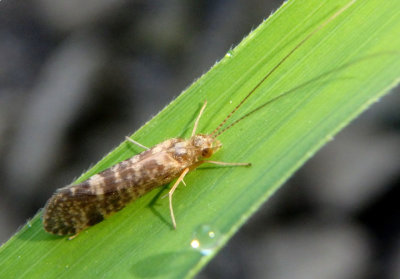 Polycentropodidae Tube-maker Caddisfly species