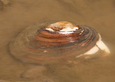 Pyganodon grandis; Giant Floater Mussel