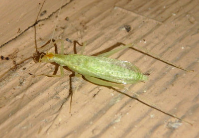 Oecanthus Common Tree Cricket species; male