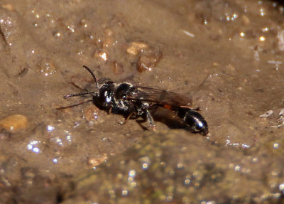 Trypoxylon Square-headed Wasp species