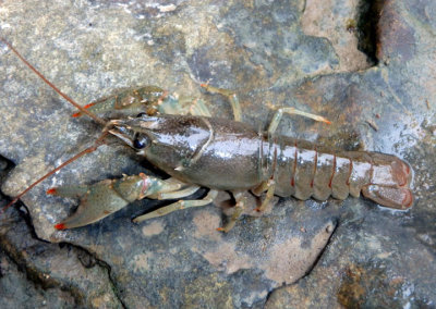 Faxonius Crayfish species