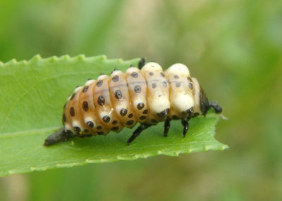 Chrysomela scripta; Cottonwood Leaf Beetle larva