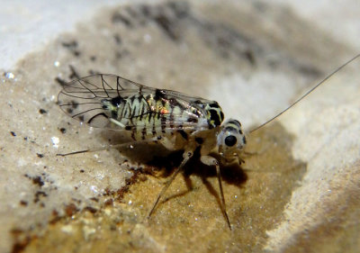 Metylophorus purus; Barklouse species