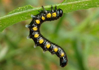 Euura ventralis; Willow Sawfly larva