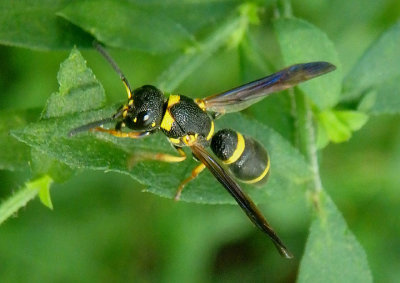 Parancistrocerus perennis; Mason Wasp species