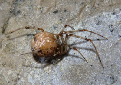 Parasteatoda tepidariorum; Common House Spider; exotic