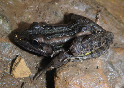 Pickerel Frog 