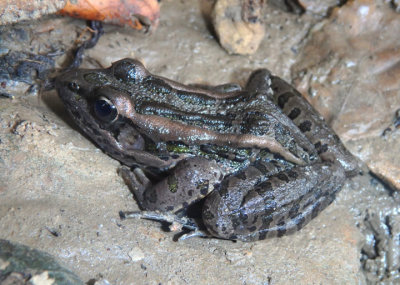 Pickerel Frog