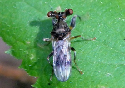 Sphyracephala brevicornis; Stalk-eyed Fly species