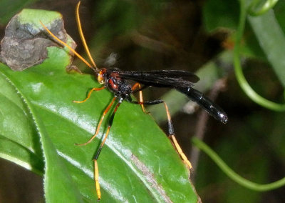 Therion Ichneumon Wasp species