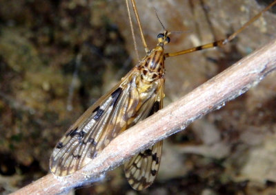 Metalimnobia Limoniid Crane Fly species