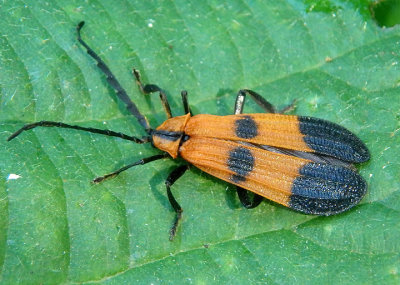 Calopteron terminale; End-banded Net-Winged Beetle