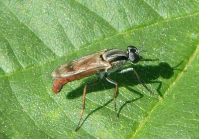Cerocatus rufiventris; Stilleto Fly species; female