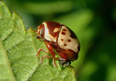 Cryptocephalus mutabilis; Case-bearing Leaf Beelte species; female