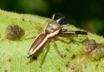 Hentzia palmarum; Jumping Spider species; male