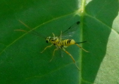 Lycorina glaucomata; Ichneumon Wasp species; female