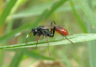 Idiolispa Ichneumon Wasp species; female