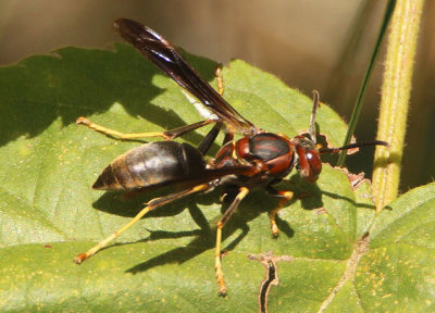 Polistes metricus; Paper Wasp species