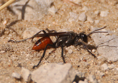 Prionyx Thread-waisted Wasp species