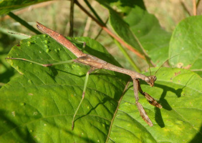 Stagmomantis carolina; Carolina Mantis; subadult female