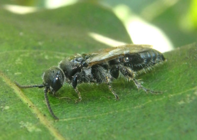 Tiphiinae Tiphiid Wasp species