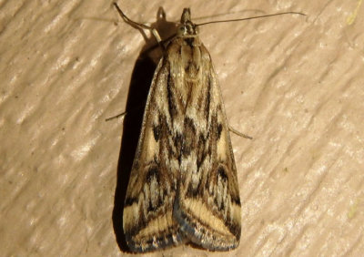 5017 - Loxostege cereralis; Alfalfa Webworm Moth