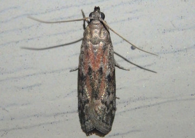 6007 - Vitula edmandsii; American Wax Moth