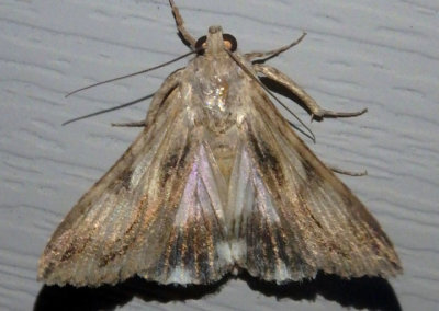 8607 - Melipotis jucunda; Merry Melipotis Moth