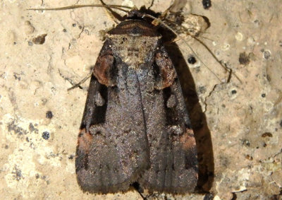 10950 - Pseudohermonassa bicarnea; Pink-spotted Dart Moth