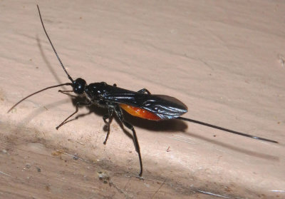 Atanycolus Braconid Wasp species; female