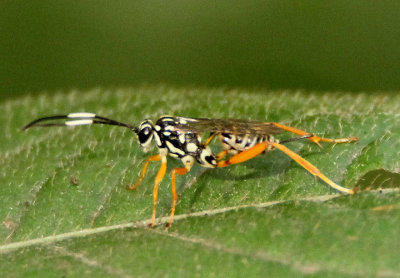 Baryceros fortis; Ichneumon Wasp species; female