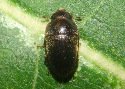 Cryptarcha ampla; Sap-feeding Beetle species