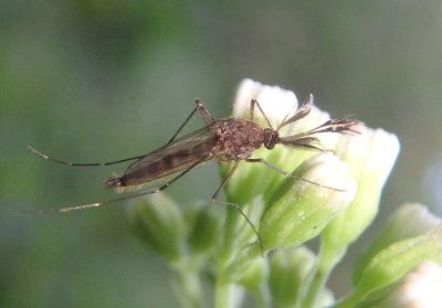Culicidae Mosquito species; male
