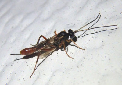 Cymodusa distincta; Ichneumon Wasp species; female