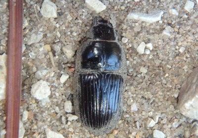 Euryderus grossus; Ground Beetle species