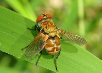 Gymnoclytia occidua; Tachinid Fly species; male