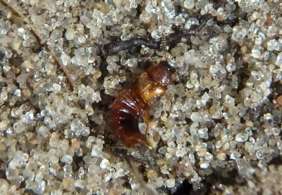 Hoplandria Rove Beetle species