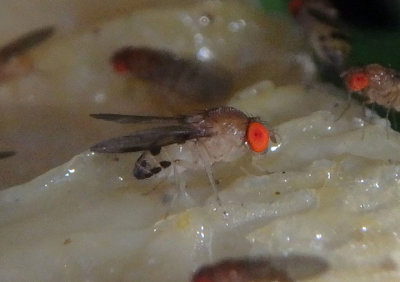 Leucophenga varia; Vinegar Fly species 