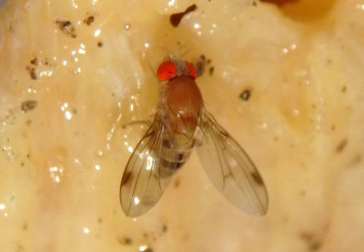 Leucophenga varia; Vinegar Fly species