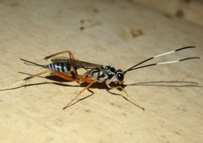Messatoporus discoidalis; Ichneumon Wasp species; female