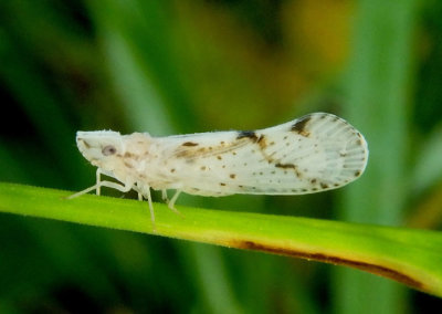 Otiocerus francilloni; Derbid Planthopper species 