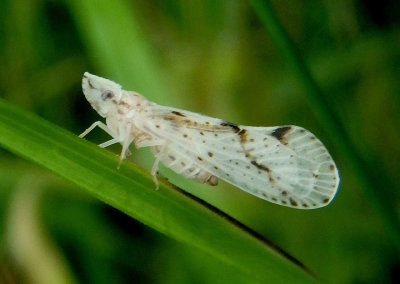 Otiocerus francilloni; Derbid Planthopper species 