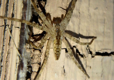 Pisaurina mira; Nursery Web Spider species