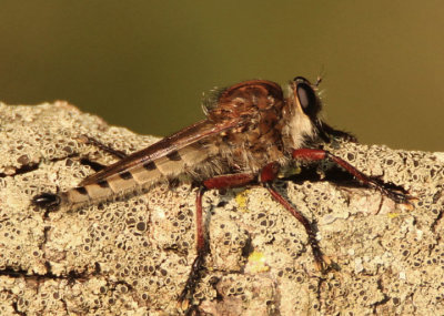 Promachus hinei; Robber Fly species; male