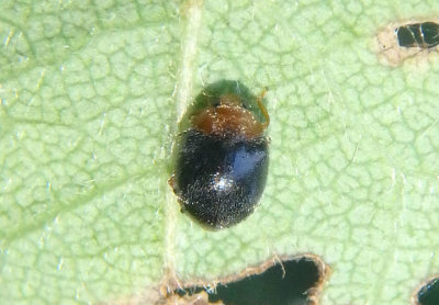 Scymnus Dusky Lady Beetle species